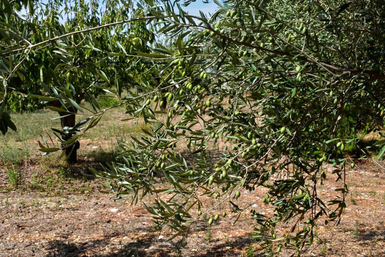 Masseria Elefante Turi Dış mekan fotoğraf
